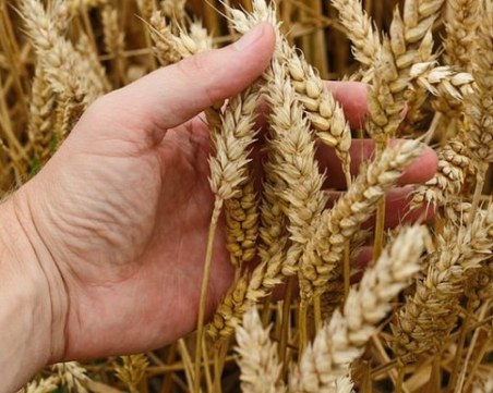 Преработвател: Българското зърно не е достатъчно