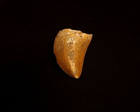 Природонаученият музей в Пловдив открива нова експозиционна колекция „Фосили на динозаври