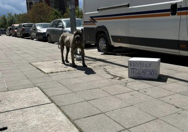 Изоставиха куче на улица в Пловдив Животното е от порода