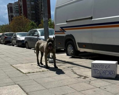 Добър човек прибра изоставеното куче в Кючука