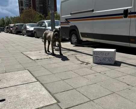 Изоставиха Кане Корсо в Кючука с табелка „подарява се”