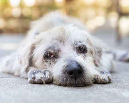 Три деца пребиха куче с дървени колове