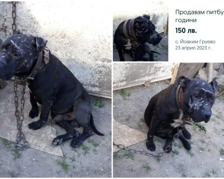 Жестокост! Продават питбул в окаяно състояние, ползван за боеве в пловдивско село