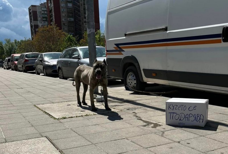 Добър човек прибра изоставеното куче в Кючука