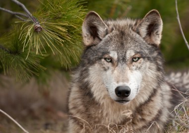 Вълци нападат стадата с животни на хората от кърджалийското село Велешани