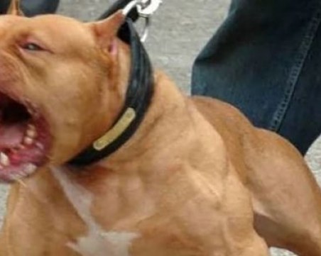 Пловдивчанин бе нахапан от питбул, издирват свидетели