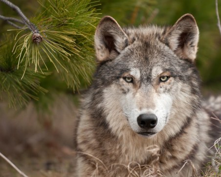 Само за месец: Осем нападения от вълци в кърджалийско село