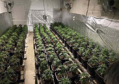 Пловдивчанин направил си наркооранжерия с близо 100 растения марихуана договори