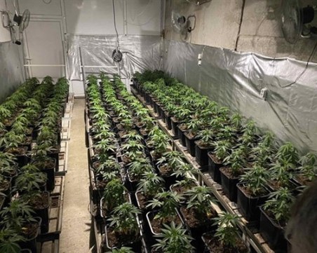 Пловдивчанин, отглеждащ 100 растения марихуана, се размина с условна присъда