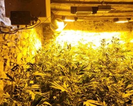 Разбиха оранжерия за канабис в Пазарджишко