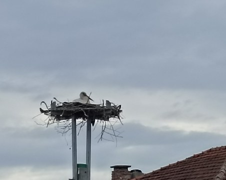 Преместеното гнездо в село Труд стана дом на двойка щъркели