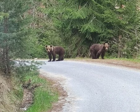 Жена попадна на две малки мечета в Родопите