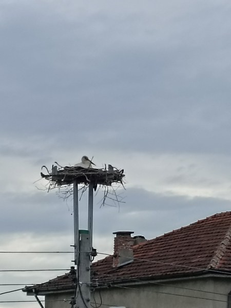 Преместеното гнездо в село Труд стана дом на двойка щъркели