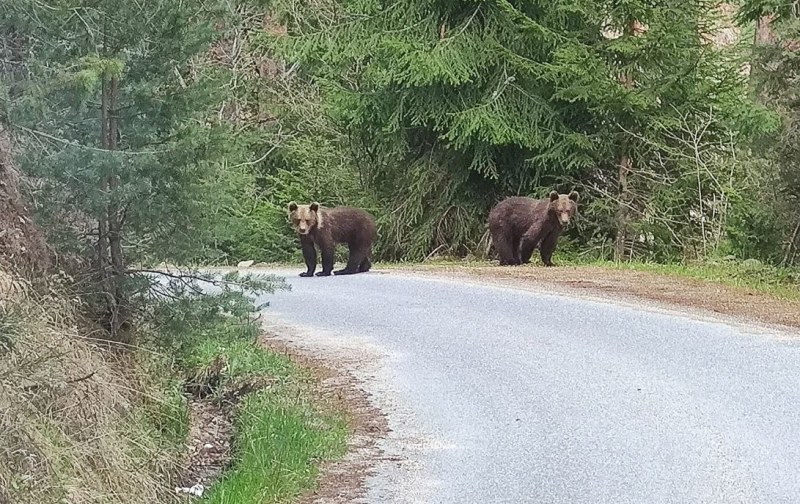 Жена попадна на две малки мечета в Родопите