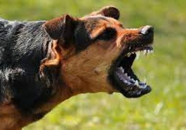 Жестоки видеа с бой между кучета скандализираха социалните мрежи Боеве