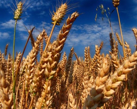 ЕК постигна принципно споразумение с България и още 4 страни за украинския внос