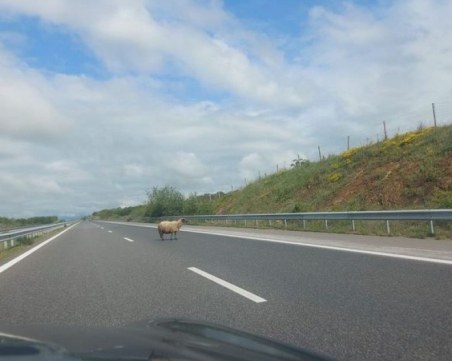 Овца се разходи по наша магистрала. Заради Гергьовден ли бяга?