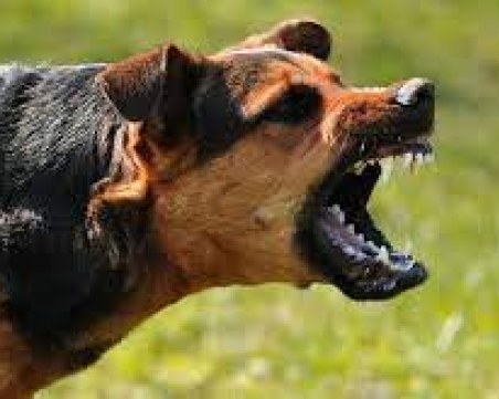 Жестоки боеве с кучета скандализираха социалните мрежи