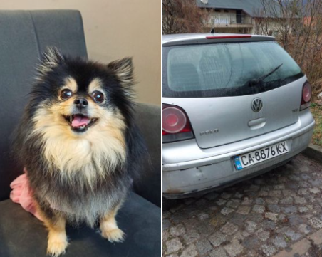 Кола блъсна и уби пеещия померан Жаклин