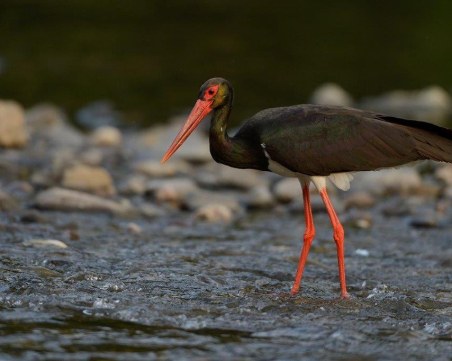 Министърът на околната среда обяви две нови защитени територии