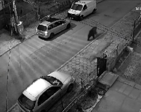 Мечка се разходи в софийски квартал, едва не се удари в кола