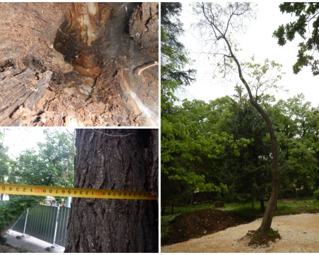 Напрежение сред управляващите в Пловдив заради дърветата в Дондуковата градина