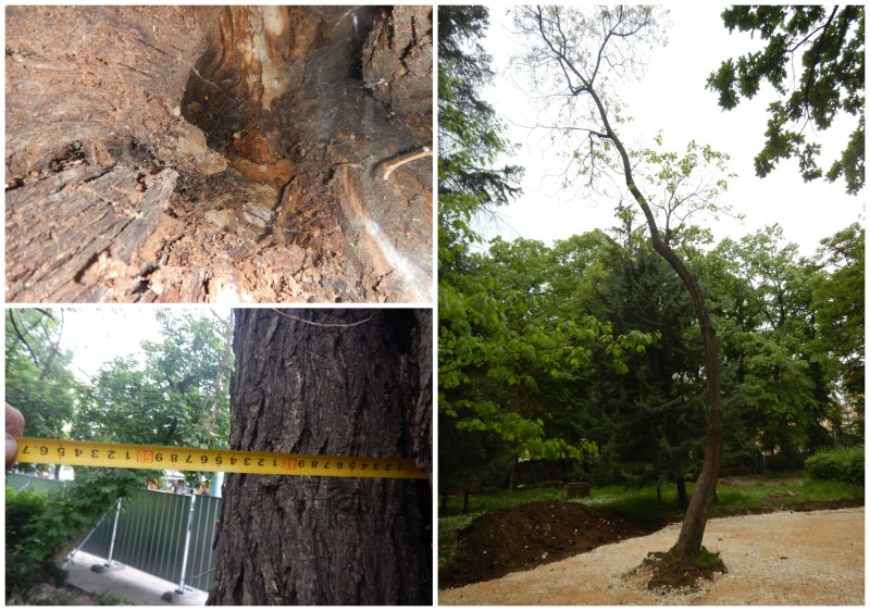 Напрежение сред управляващите в Пловдив заради дърветата в Дондуковата градина