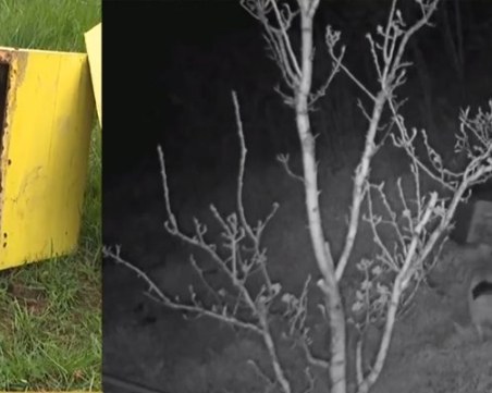 Мечка тормози подбалканско село, местните съобщават за изчезнали кучета