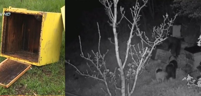 Мечка тормози подбалканско село, местните съобщават за изчезнали кучета