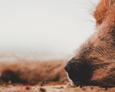 Мъж отрови кучето на съседката си в Каравелово