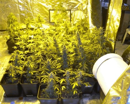 Полицаи разкриха домашна лаборатория за марихуана в Пловдив