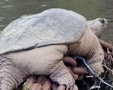 Огромна костенурка шашна мрежата, кръстиха я Дебелозавър