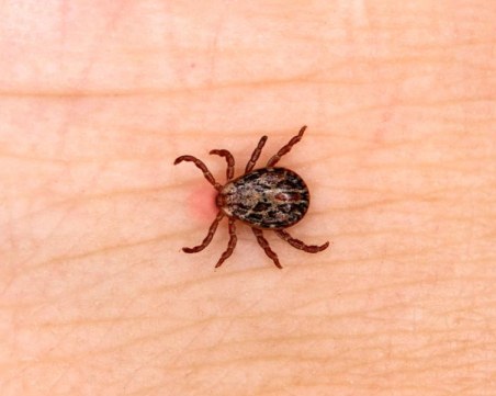 В Русия откриха нови видове кърлежи, пренасящи чума