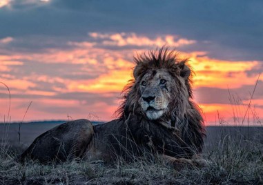 Един от най старите диви лъвове в Кения наречен Лункиито е