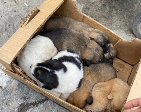 Изхвърлиха седем кученца до контейнер за боклук в Асеновград