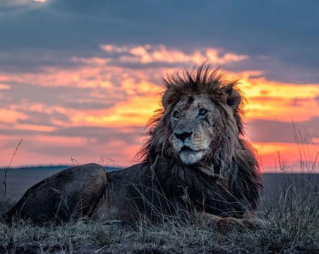 Пастири убиха най-стария лъв в Кения