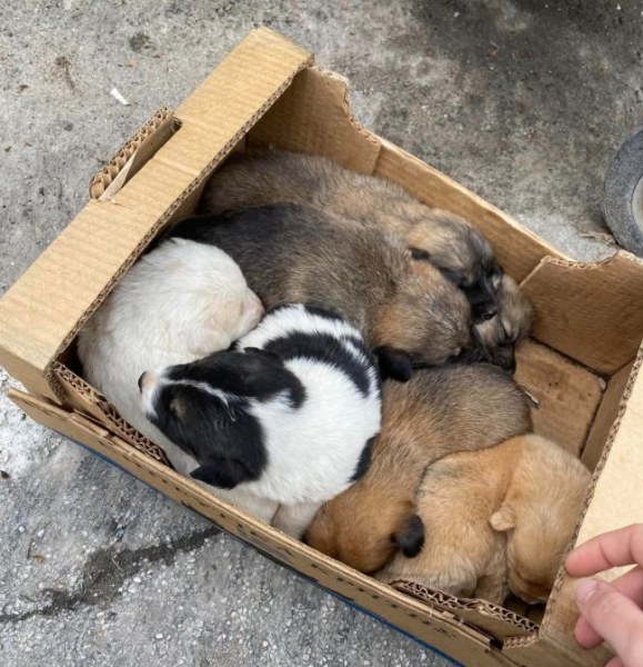 Изхвърлиха седем кученца до контейнер за боклук в Асеновград