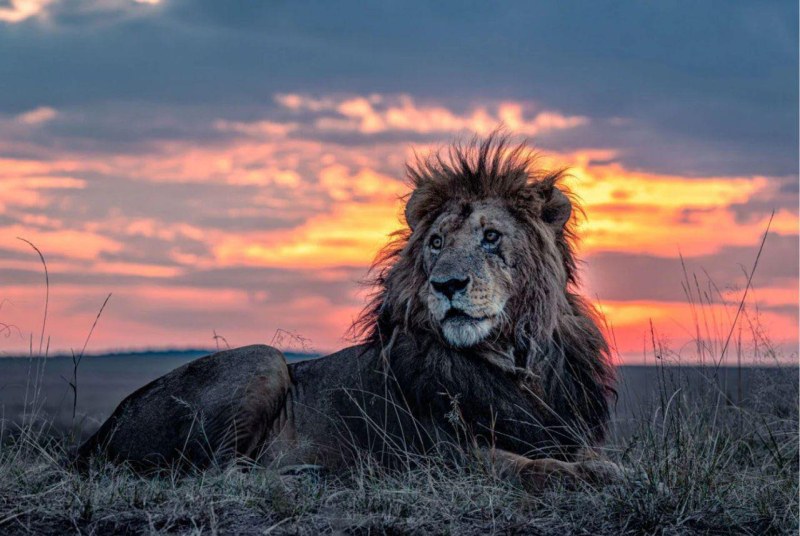 Един от най-старите диви лъвове в Кения, наречен Лункиито, е