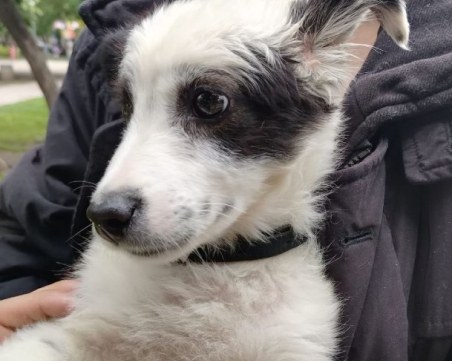 Изоставиха кученце в Пловдив. Стопанинът: Не мога да го гледам повече