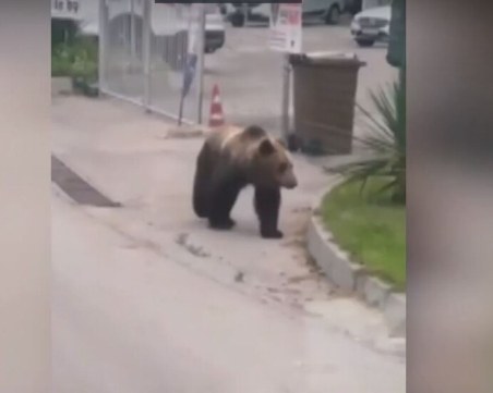 Хванаха мечката, която се разхождаше из Габровско