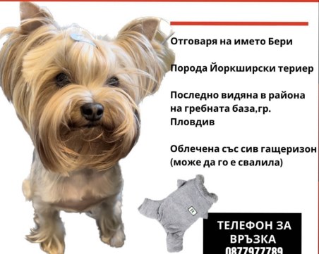 Виждали ли сте го? Кученцето Бери е било изгубено в района на Гребната база