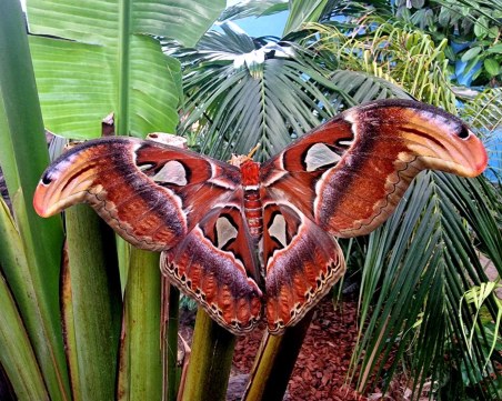 Екземпляр на една от най-големите пеперуди в света се излюпи в Природонаучен музей - Пловдив