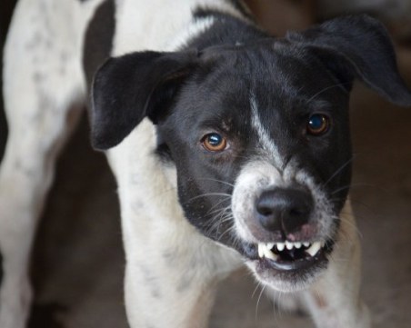 Кучета нападнаха баба и внучето й, убиха домашния им любимец