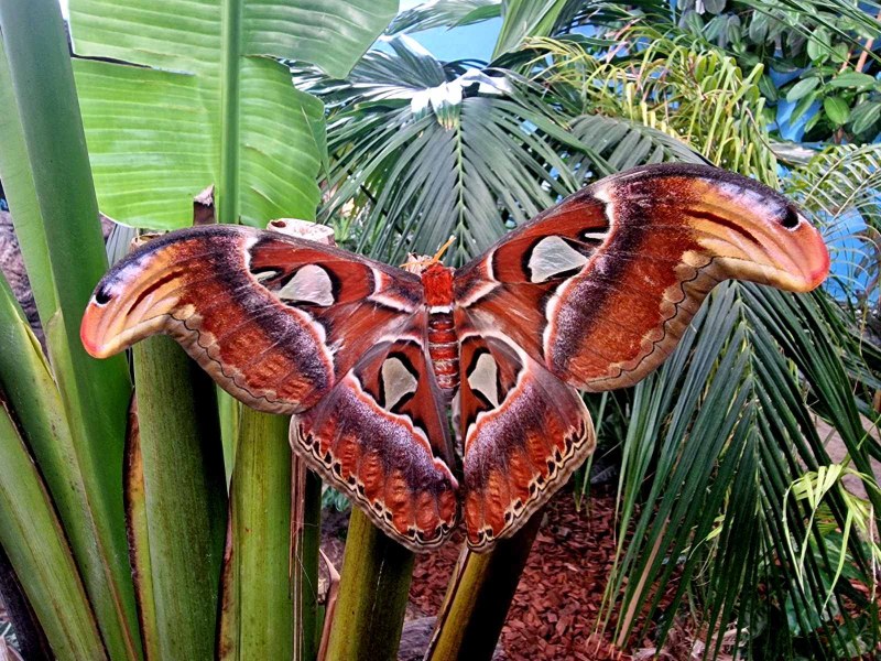 Екземпляр на една от най-големите пеперуди в света се излюпи в Природонаучен музей - Пловдив