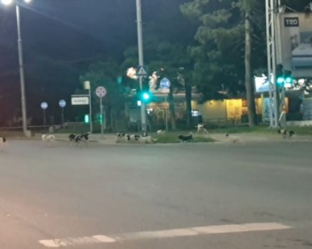 Глутница кучета обикаля из Пловдив. Мъж: Внимавайте! ВИДЕО