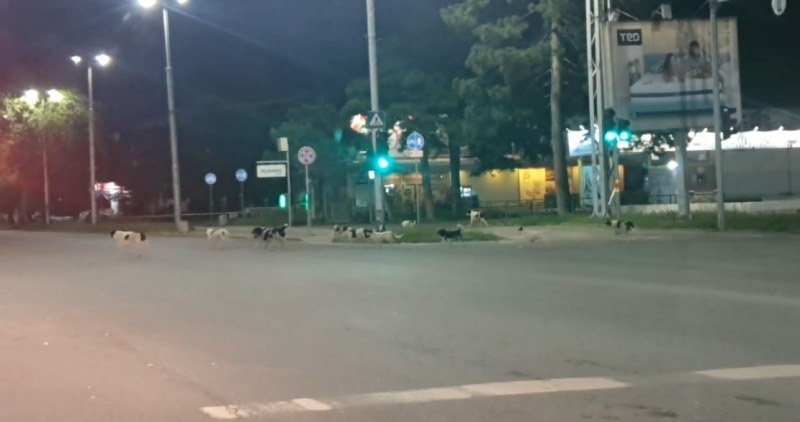Глутница кучета обикаля из нощен Пловдив, пише .Прочетете ощеНа тази