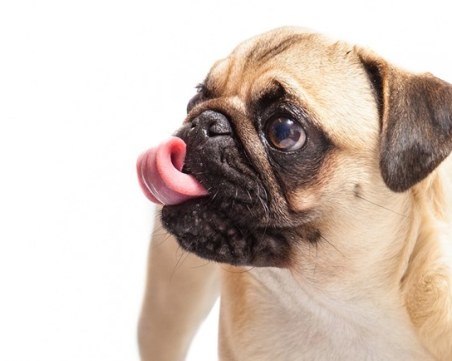 Кучетата могат да надушат, че хората са стресирани, по тяхната пот и дъх