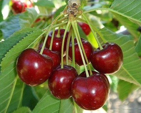 Първите вносни череши в Румъния стигнаха 80 лева за килограм