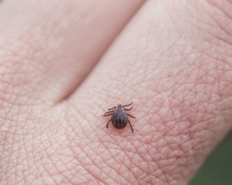 Педиатри: Пазете децата, има рекорден брой ухапвания от кърлеж