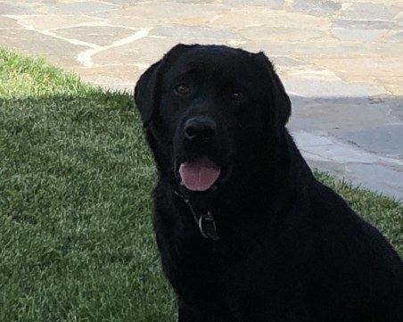 Виждали ли сте Арис? Изгубен е в Кючук Париж